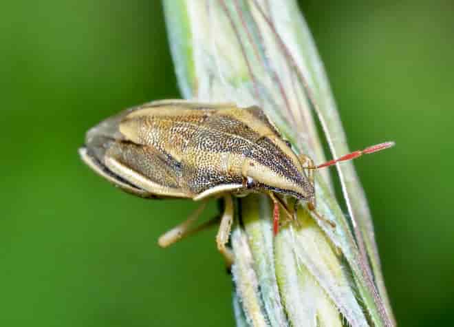 昆虫図鑑・ウズラカメムシ